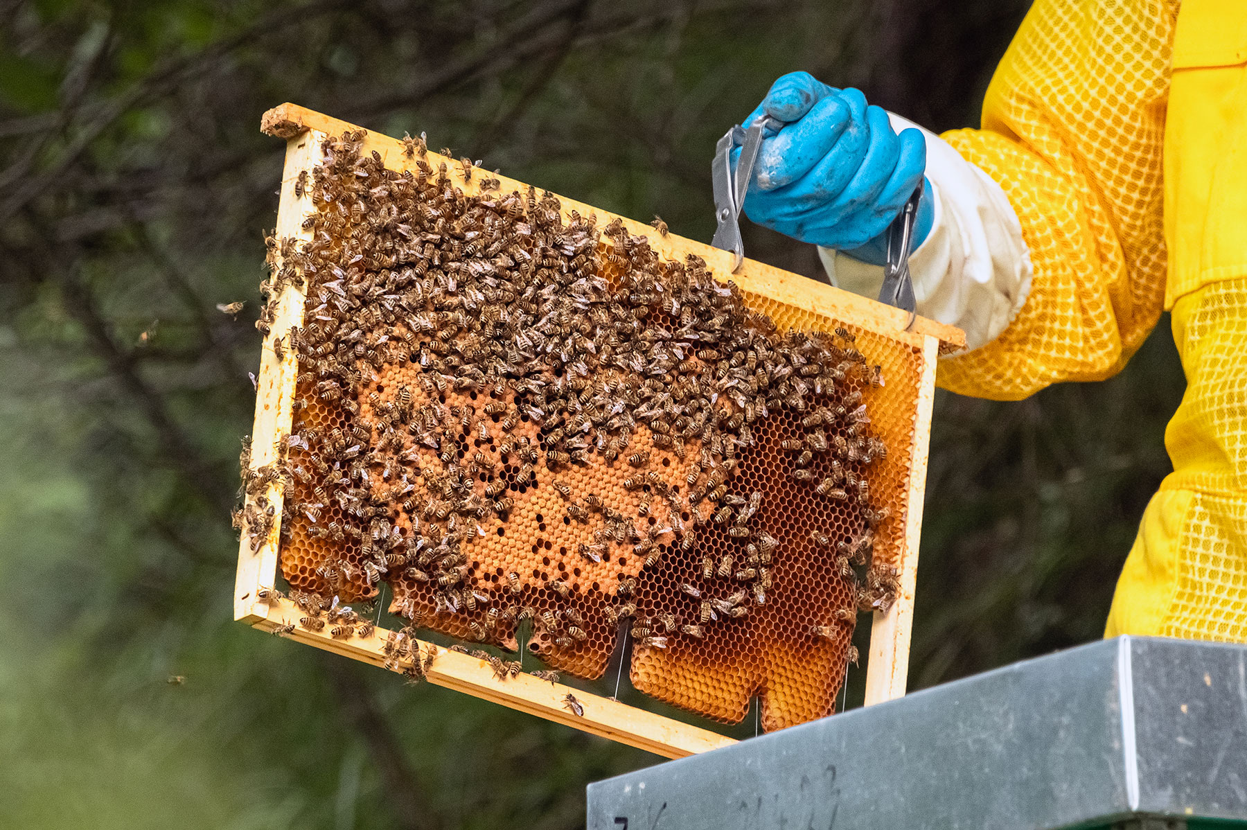 Bienenpatenschaft